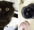 Meet Gimo, The Cat With The Biggest Eyes Ever!