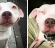Stray Pit Bull Can’t Stop Smiling After He Was Rescued!