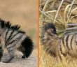 Meet The Aardwolf, The Cutest Animal You’ve Probably Never Heard Of!